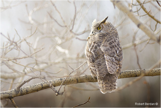 Great Horned Owl by Robert Berdan ©