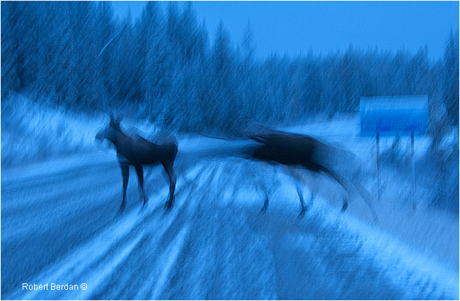 Blue moose by Robert Berdan ©