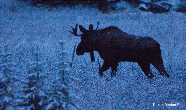 Blue Moose by Robert Berdan ©