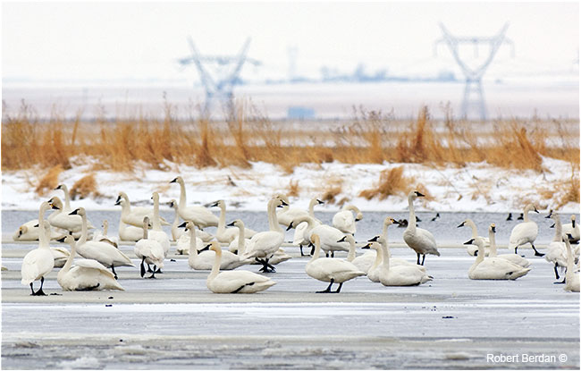 Tundra swans on ice by Robert Berdan ©