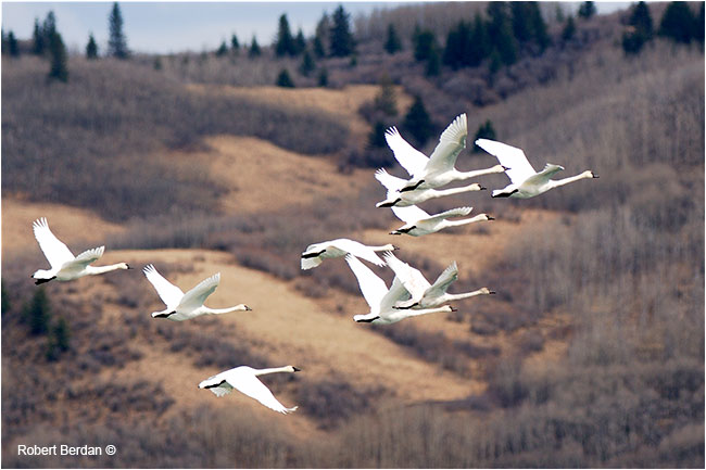 Tundra swans take flight by Robert Berdan ©