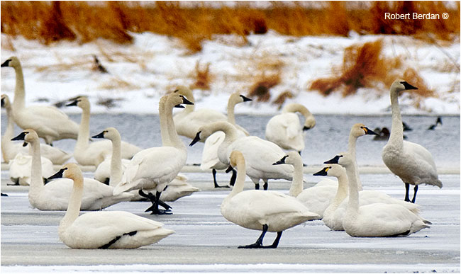 Tundra swans on ice showing their yellow eye patch by Robert Berdan ©