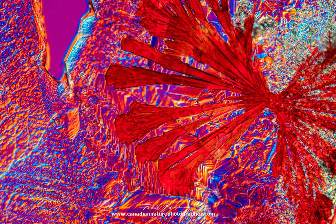 Large star-shaped red crystal of Vitamin B12 by DIC microscopy 400X by Robert Berdan ©