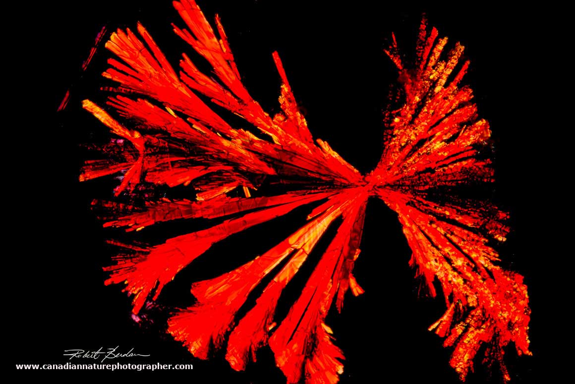 Vitamin B12 crystals that formed under the coverlip and viewed by polarizing microscopy 400X by Robert Berdan ©