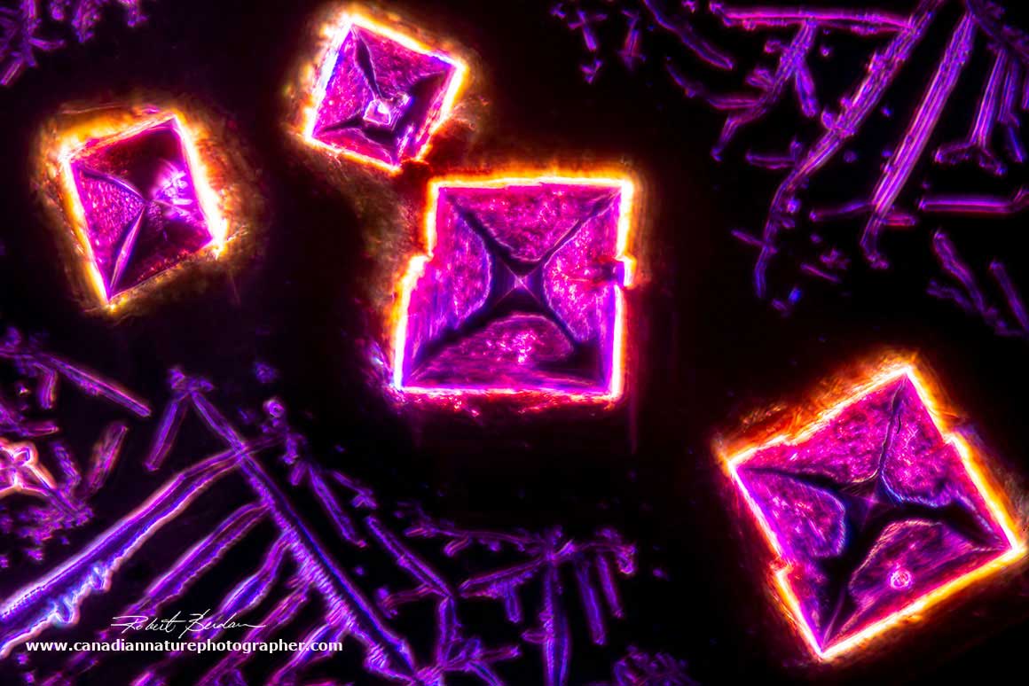Sodium chloride crystals from Vitamin B12 solution by DIC and Dark-field microscopy 400X by Roberty Berdan ©