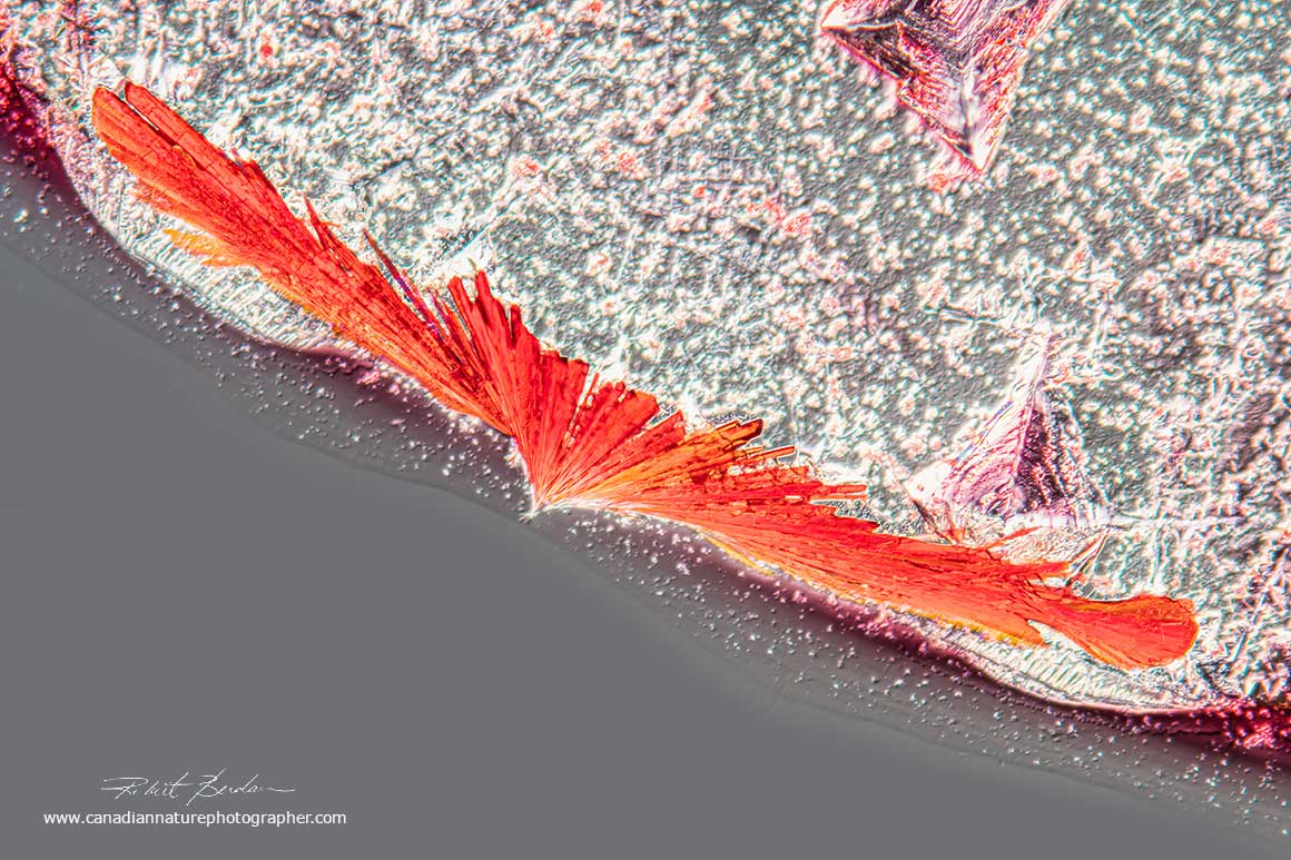 Red Vitamin B12 crystal that formed on the edge of a dried drop of Vitamin B12 (injectable) by DIC microscopy 200X by Robert Berdan ©