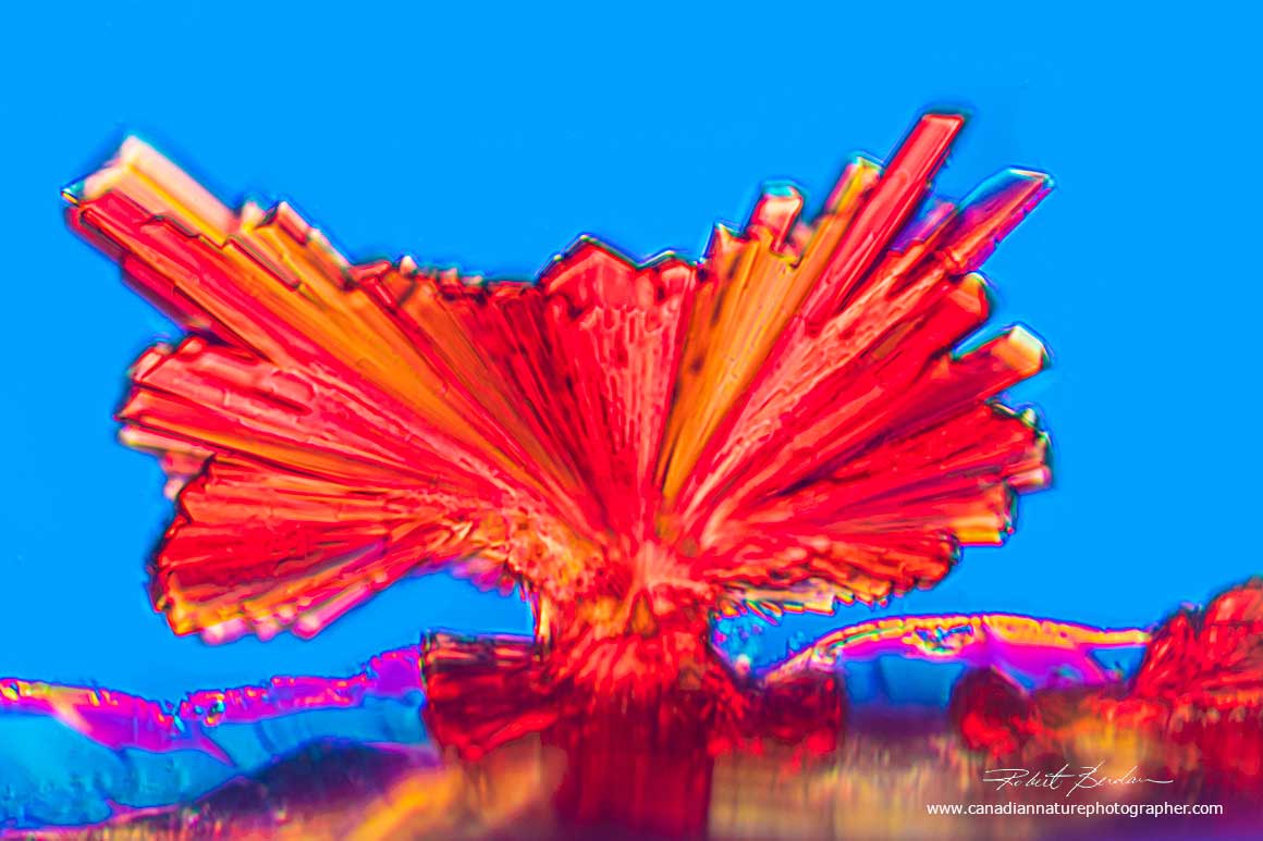 Vitamin B12 crystals ion the edge of coverslip by DIC microscopy 200X by Robert Berdan ©