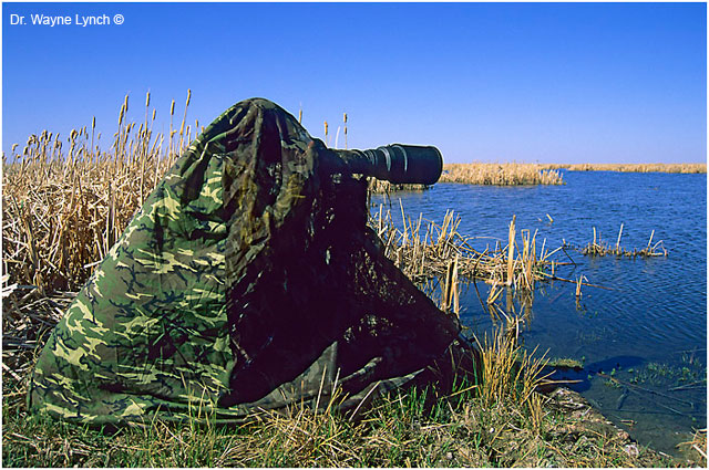 Wyne Lynch in a pocket blind at the edge of a marsh