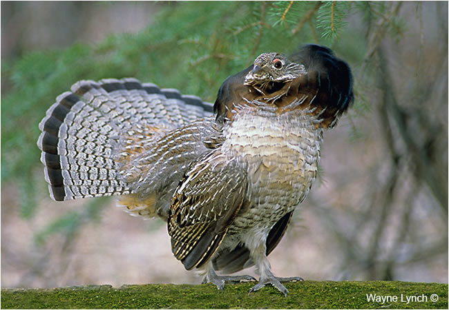 Strutting male grouse with neck ruff erected  by Dr. Wayne Lynch 