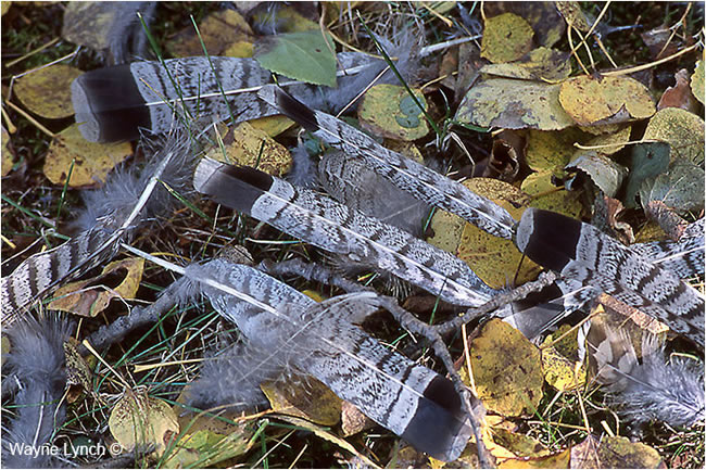Ruffed Grouse feathers by Dr. Wayne Lynch ©