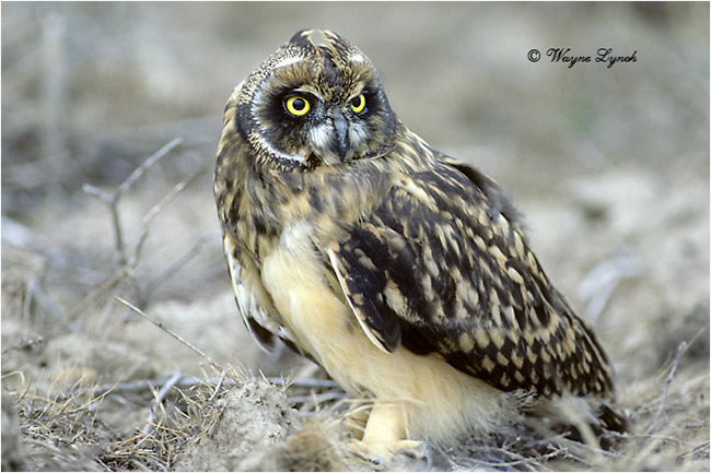 Short-eared owl by Dr. Wayne Lynch ©
