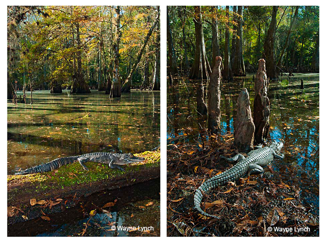 Gators basking by Dr. Wayne Lynch ©