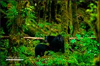 Black bears in Great Bear rainforest by Robert Berdan