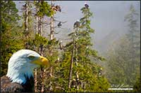 Eagles in Great Bear Rainforest - composite image by Robert Berdan