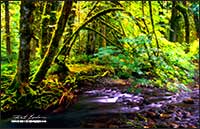 Goldstream provincial park near Victoria Vancouver Island British Columbia by Robert Berdan