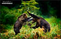 Young Grizzly bears play in the Great Bear Rainforest British Columbia by Robert Berdan