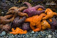 Close up of a Ochre Stars (Pisaster ochraceus) by Robert Berdan