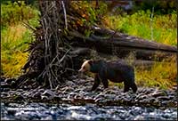 Grizzly bear Breat Bear rainforest British Columbia by Robert Berdan 