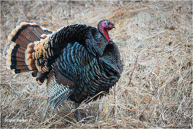 Tom - Merriam wild turkey, male by Robert Berdan ©
