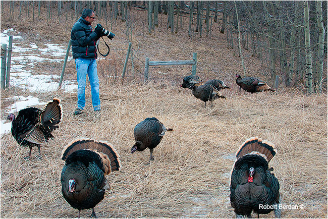Photographer surrounded by Wild Turkeys by Robert Berdan ©