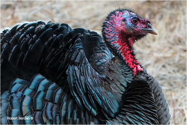 Closeup of Wild Turkey - Tom - by Robert Berdan ©