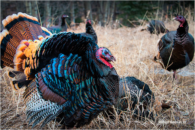 Merriam's Wild Turkeys in Alberta by Robert Berdan ©