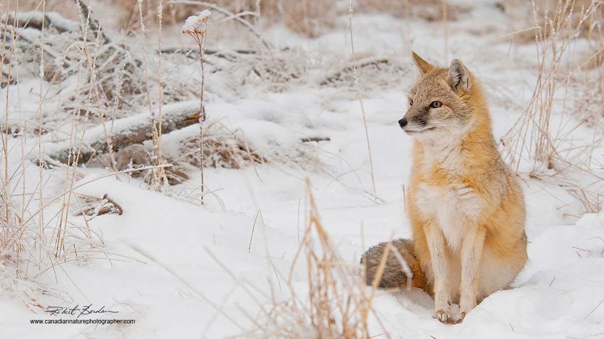 Swift Fox in winter by Robert Berdan ©