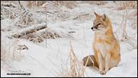 Swift fox in winter by Robert Berdan