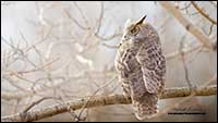 Great Horned Owl in Calgary by Robert Berdan