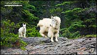Mountain Goats British Columbia by Robert Berdan