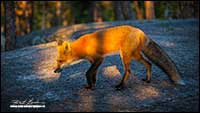Red Fox Prelude Territorial Park, NT by Robert Berdan
