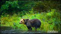 Grizzy bear in Great Bear rainforest British Columbia by Robert Berdan
