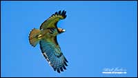 Red-tailed Hawk in flight by Robert Berdan