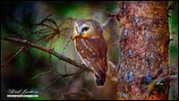 Saw Whet Owl by Robert Berdan