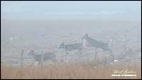 White-tailed deer in fog by Robert Berdan