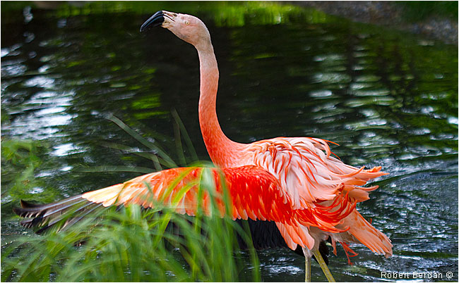 Flamingo by Robert Berdan ©