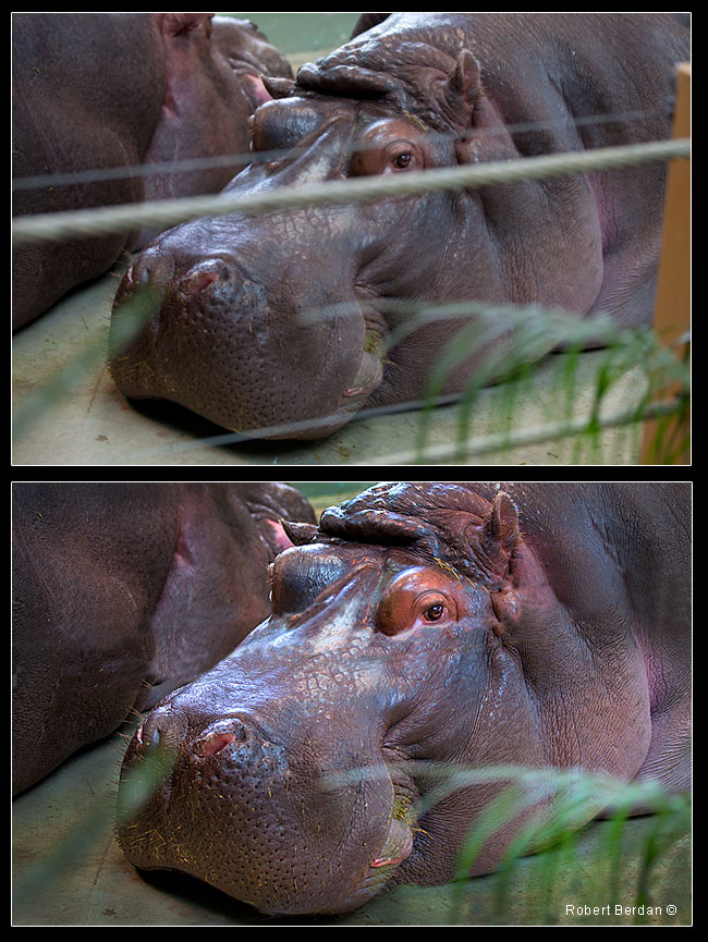 Hippos retouched at the Calgary Zoo by Robert Berdan 
