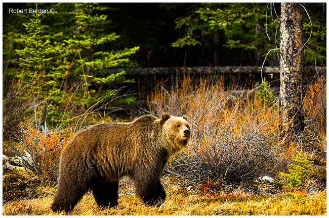 Grizzly bear by Robert Berdan ©