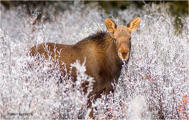 Baby moose Banff National Park by Robert Berdan ©