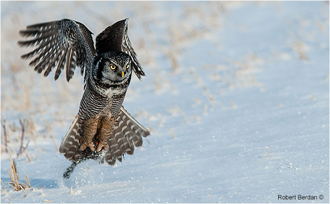 Nothern Hawk Owl picking up a mouse by Robert Berdan ©