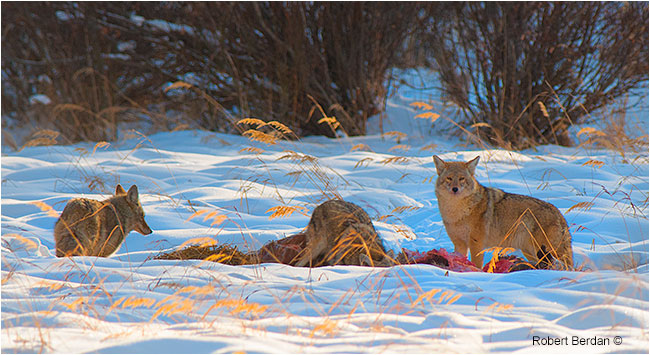 Coyotes feeding at a kill 