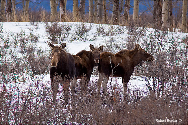 Three moose next to Horse Creek Rd. by Robert Berdan ©
