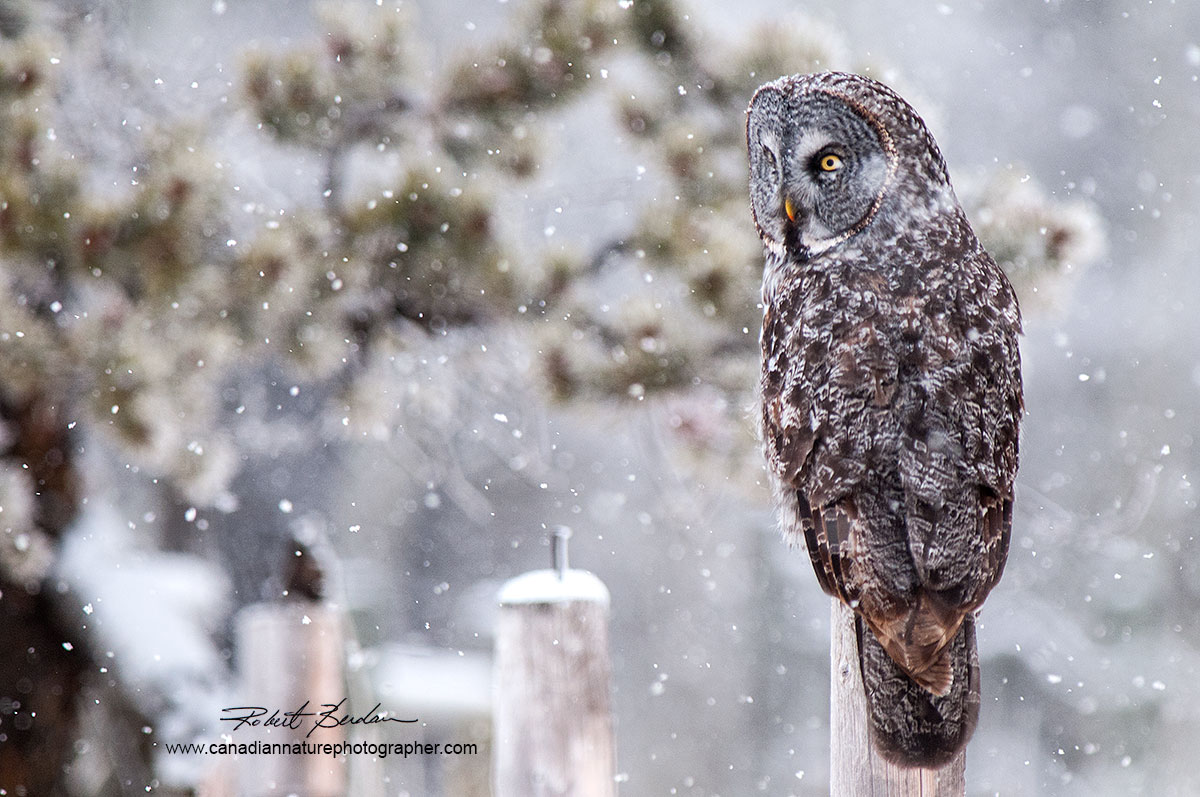 Great Gray Owl by Robert Berdan ©