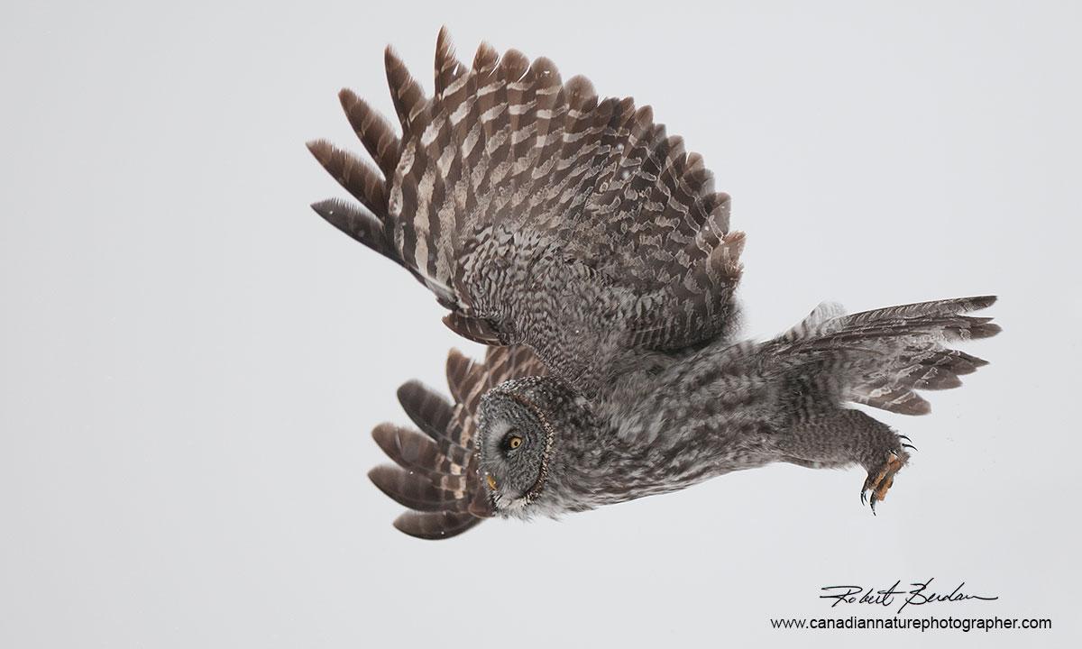 Great Gray Owl hunting  by Robert Berdan ©