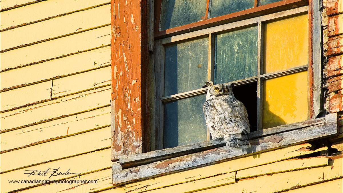 Great Horned Owl in window on Mossleigh Grain Elevator window  by Robert Berdan ©