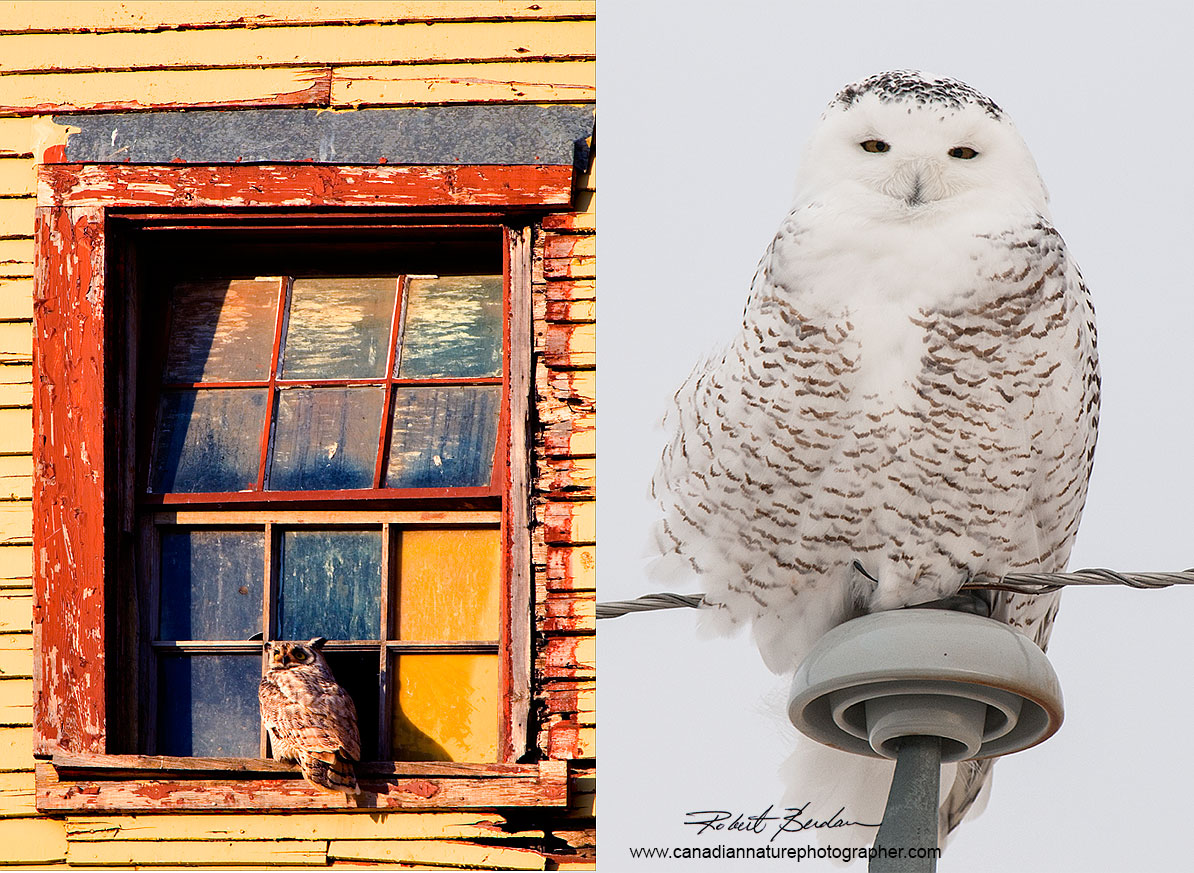 Left: Great Horned Owl in Window Right: Female snowy owl on Telephone pole (300 mm F-2.8 lens)  by Robert Berdan ©