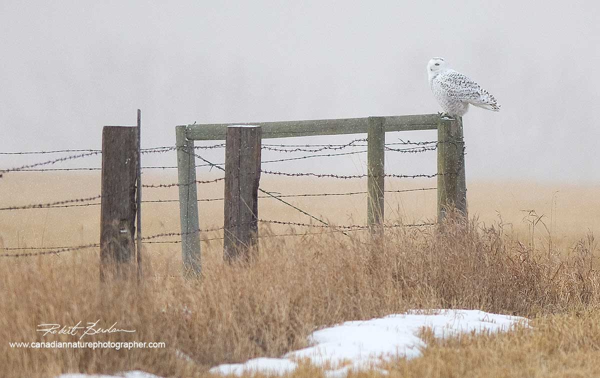 Snowy Owl on fence from the Bieseker area (300 mm F2.8 lens)  by Robert Berdan ©