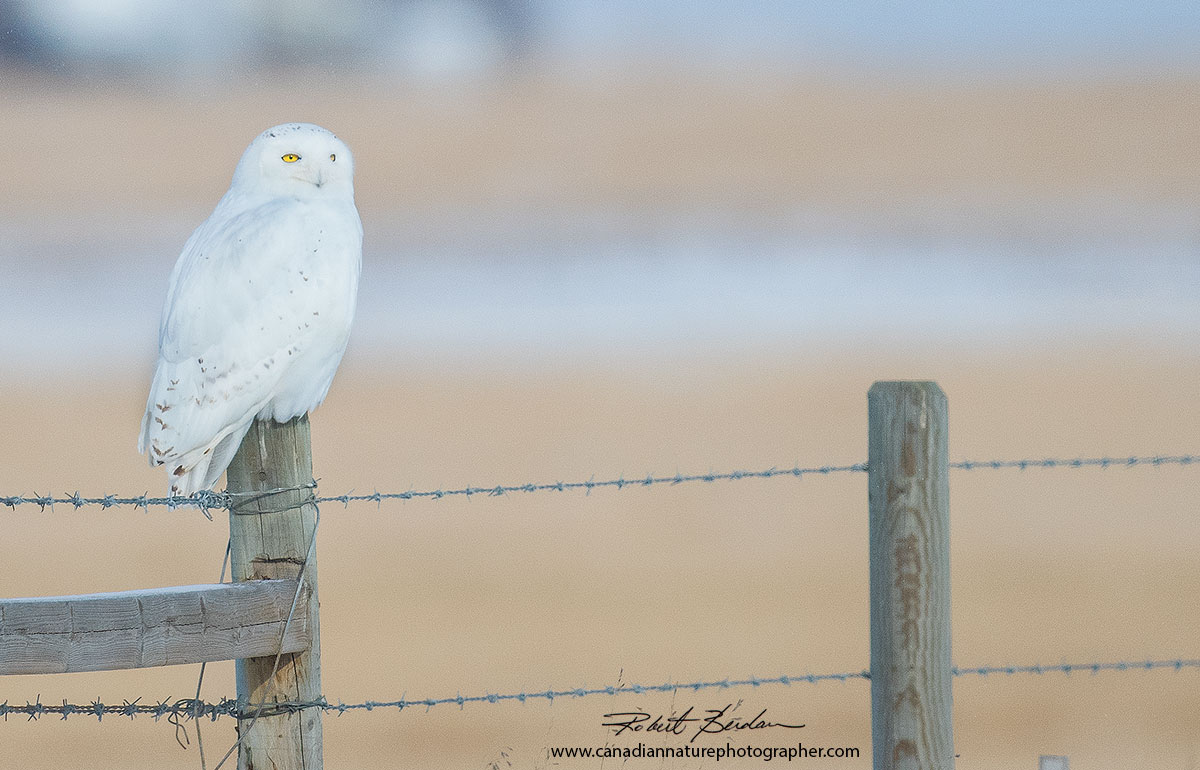 Male Snowy Owl on Fence by Robert Berdan ©