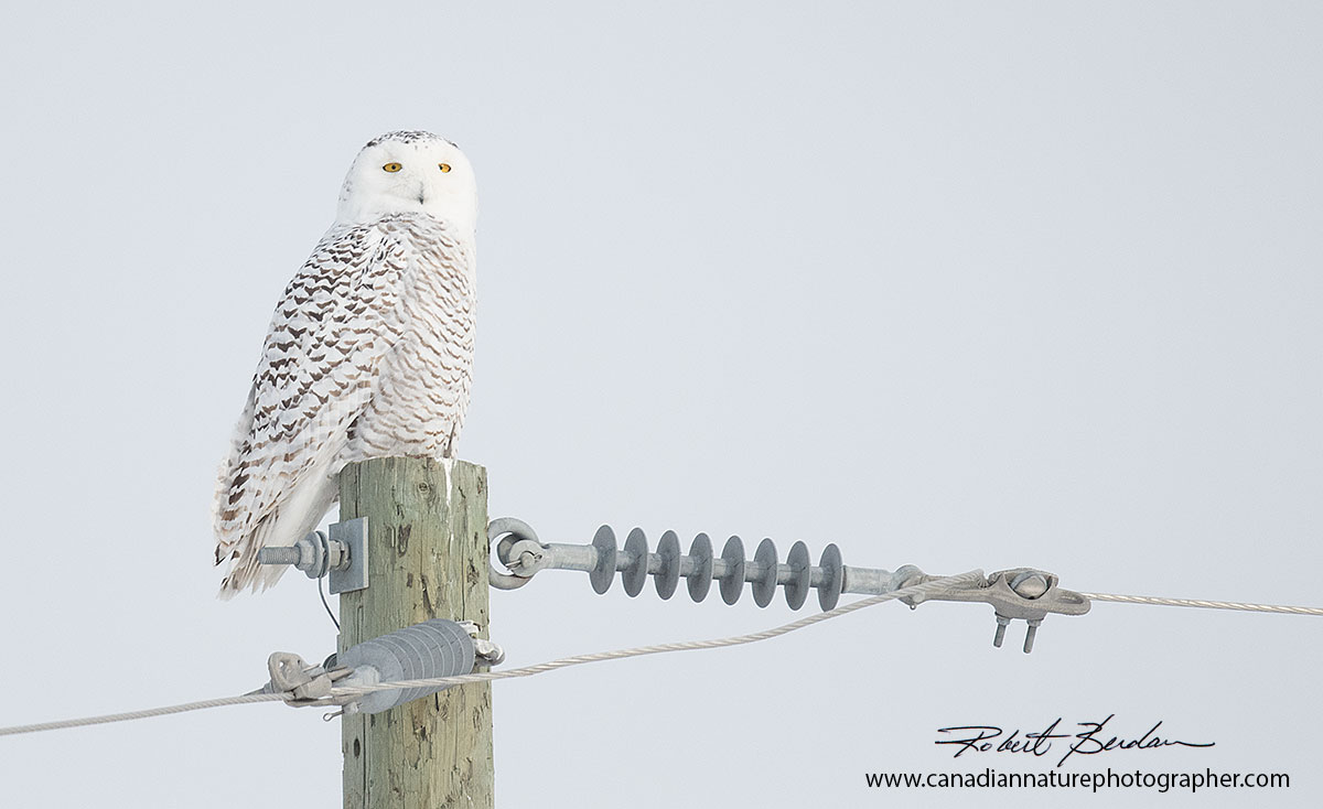 Female Snowy Owl on Telephone Pole by Robert Berdan ©