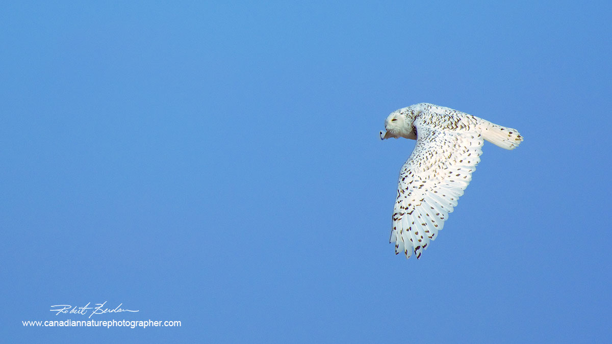 Snowy owl in flight by Robert Berdan ©